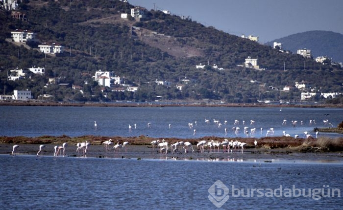 Flamingolar Bodrum'a gelmeye başladı