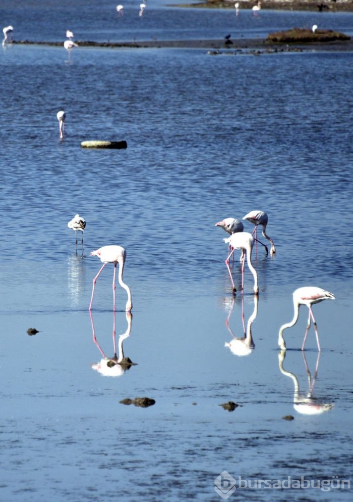 Flamingolar Bodrum'a gelmeye başladı
