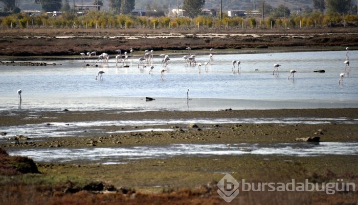 Flamingolar Bodrum'a gelmeye başladı