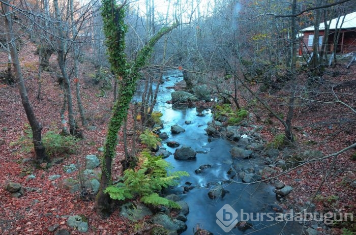 Yalova Kent Ormanı'nda sonbahar