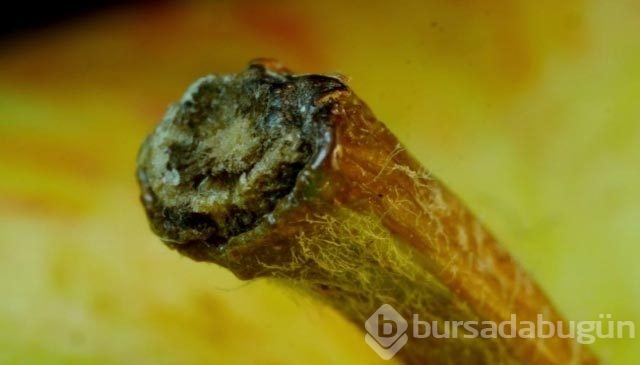 Bu eşyaları tanıyabildiniz mi?
