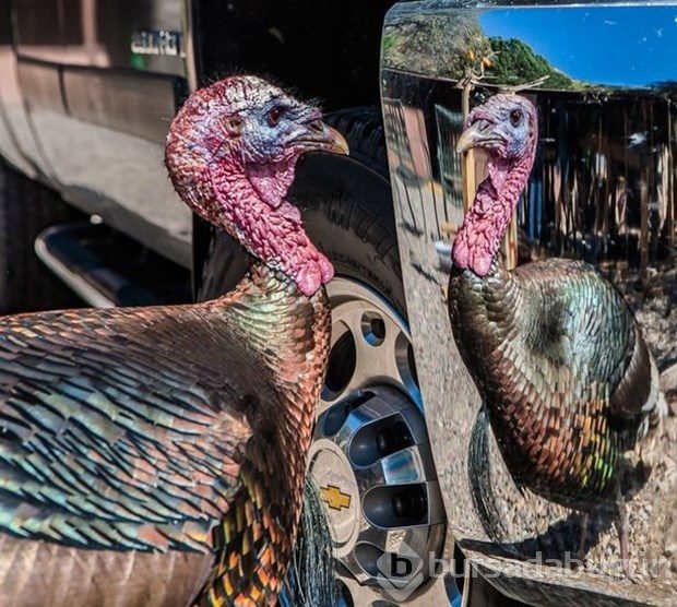 2016'nın en iyi vahşi yaşam fotoğrafları