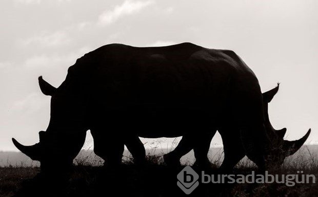 2016'nın en iyi vahşi yaşam fotoğrafları