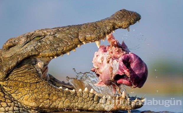 2016'nın en iyi vahşi yaşam fotoğrafları