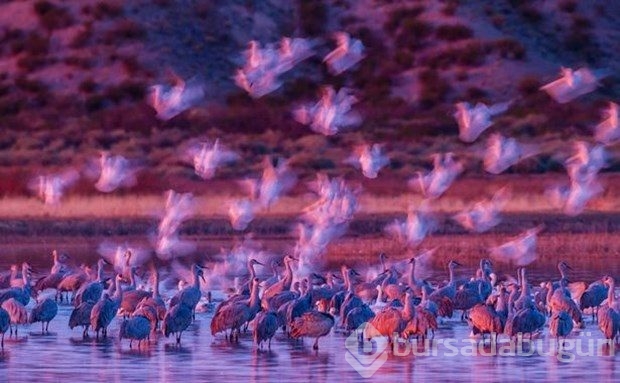 2016'nın en iyi vahşi yaşam fotoğrafları