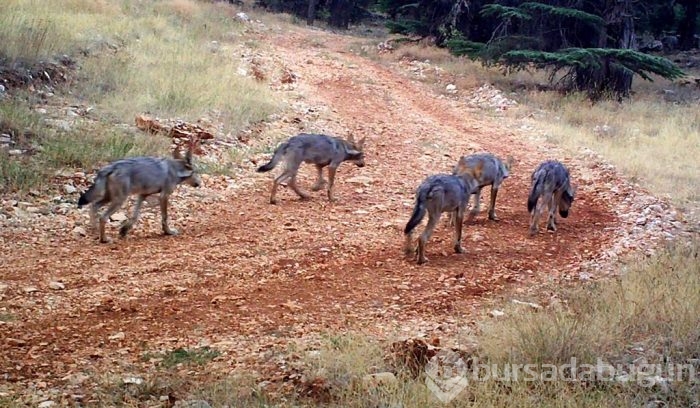 Sonunda onları yaşatmayı başardılar