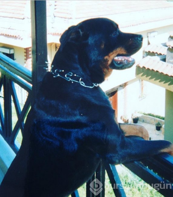 Instagram'da ünlüler 6 Aralık 2016