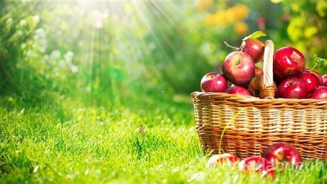 Bu besinler kansere karşı