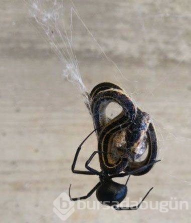 Doğanın ürkütücü olduğunu gösteren fotoğraflar