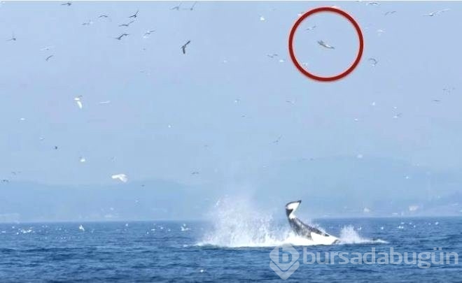 Doğanın ürkütücü olduğunu gösteren fotoğraflar