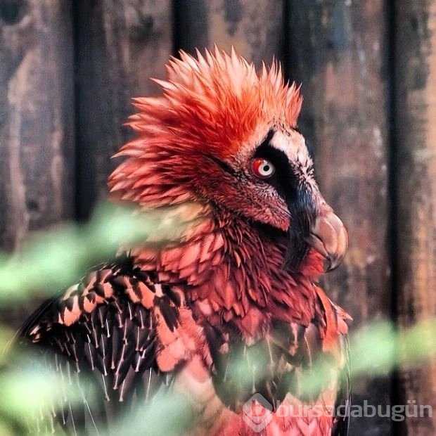 Doğanın ürkütücü olduğunu gösteren fotoğraflar