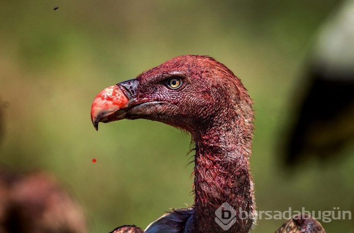 Yüz binlerce fotoğraf arasından seçildi
