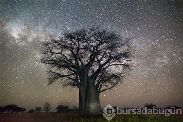 Dünyanın en yaşlı ağaçlarının muhteşem fotoğrafları
