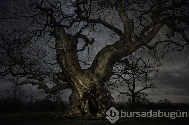 Dünyanın en yaşlı ağaçlarının muhteşem fotoğrafları