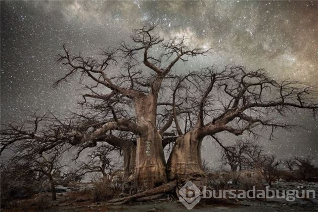 Dünyanın en yaşlı ağaçlarının muhteşem fotoğrafları