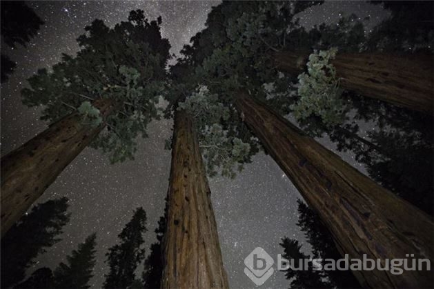Dünyanın en yaşlı ağaçlarının muhteşem fotoğrafları