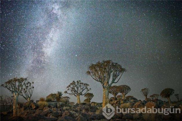 Dünyanın en yaşlı ağaçlarının muhteşem fotoğrafları