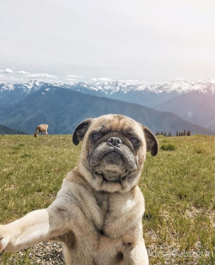 Köpeğiyle dünyayı geziyor