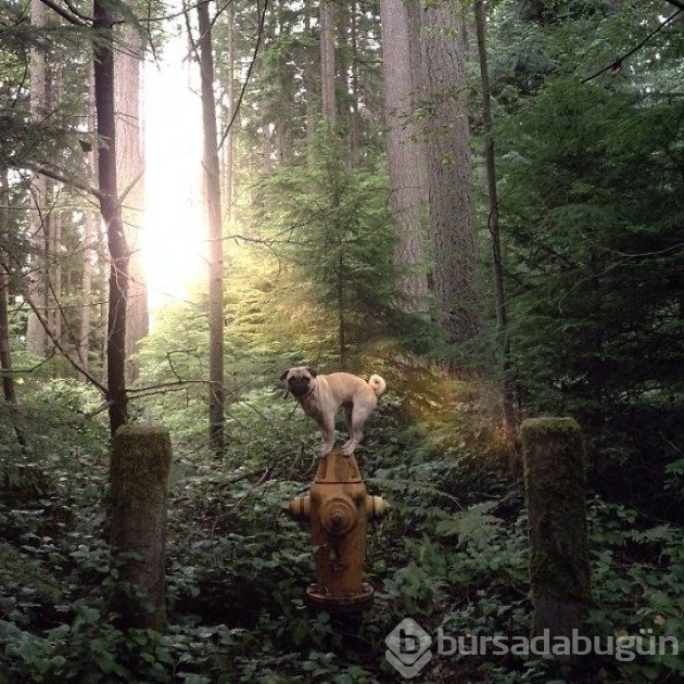 Köpeğiyle dünyayı geziyor