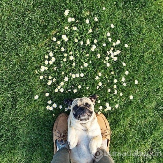 Köpeğiyle dünyayı geziyor