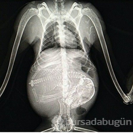 Şaşırtan röntgenler