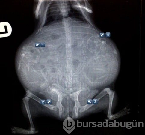 Şaşırtan röntgenler