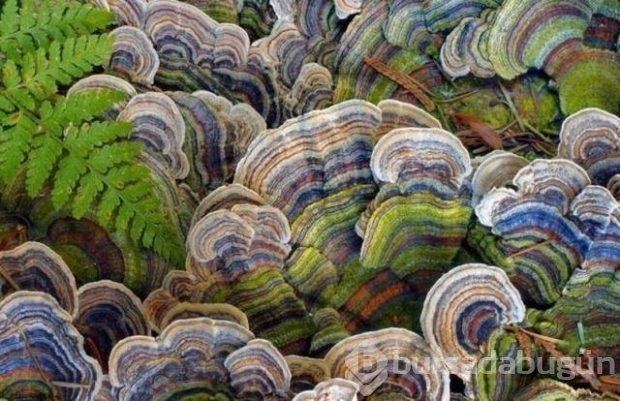 Bu fotoğraflar Photoshop değil gerçek!