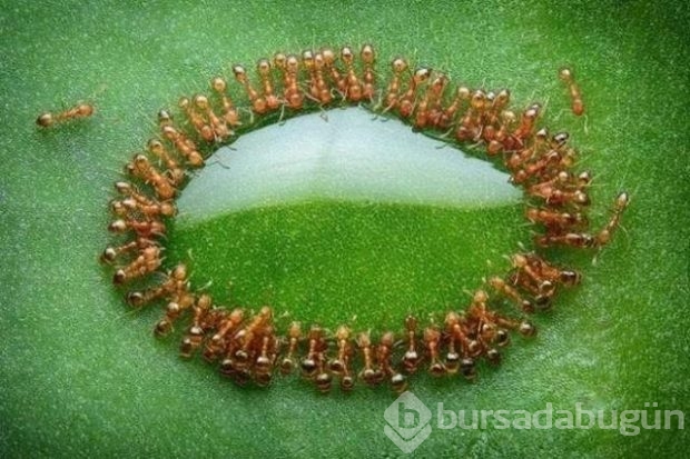 Bu fotoğraflar Photoshop değil gerçek!