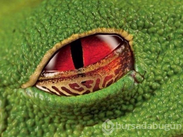 Bu fotoğraflar Photoshop değil gerçek!