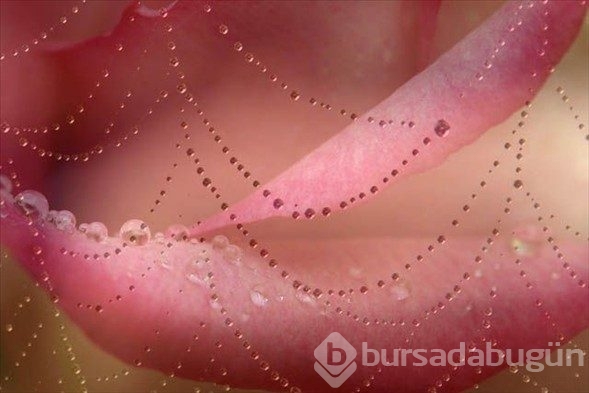 Doğanın gizemli dokumaları!