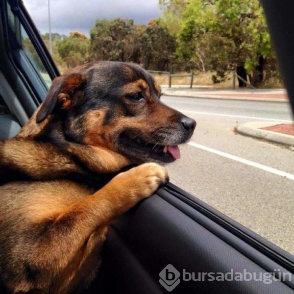 Köpeklerin araba sevgisi