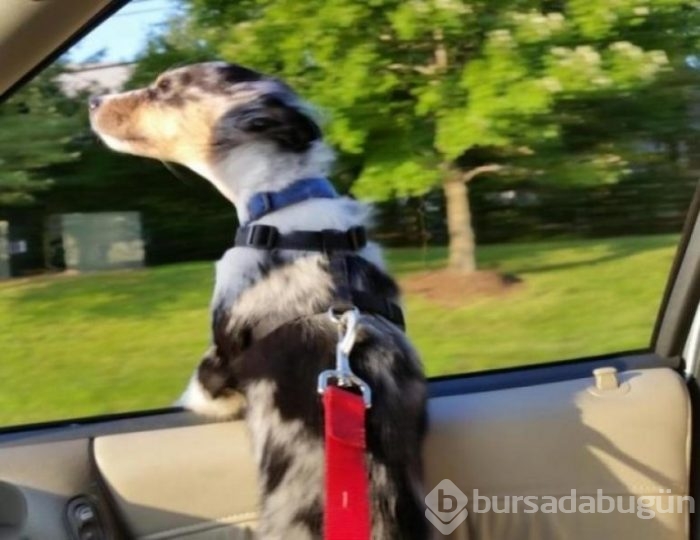 Köpeklerin araba sevgisi