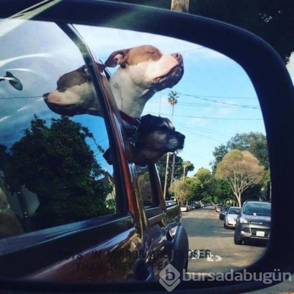 Köpeklerin araba sevgisi