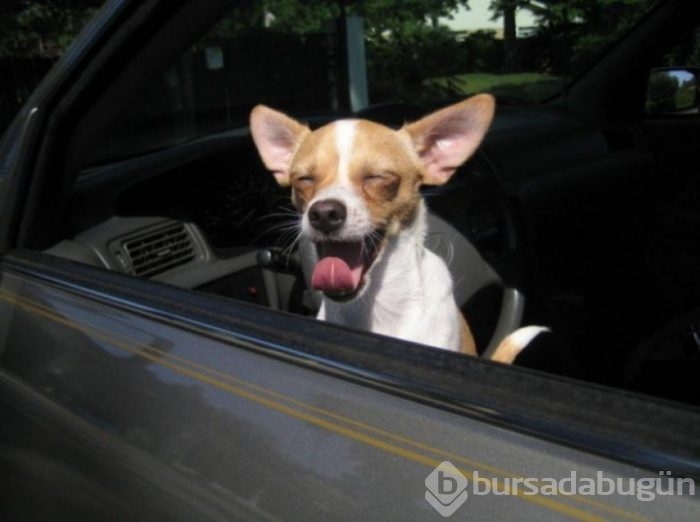 Köpeklerin araba sevgisi