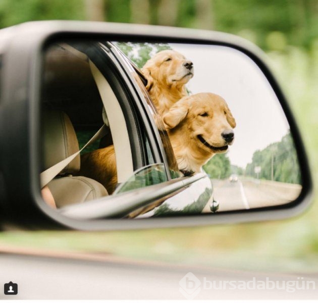 Köpeklerin araba sevgisi