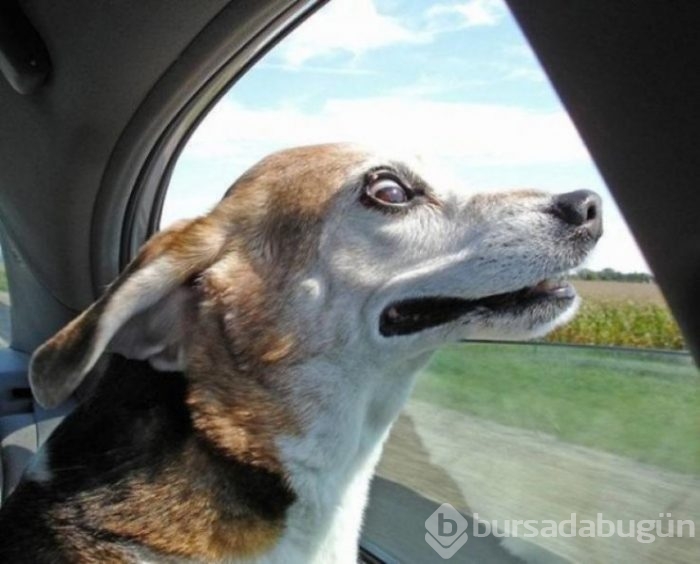 Köpeklerin araba sevgisi