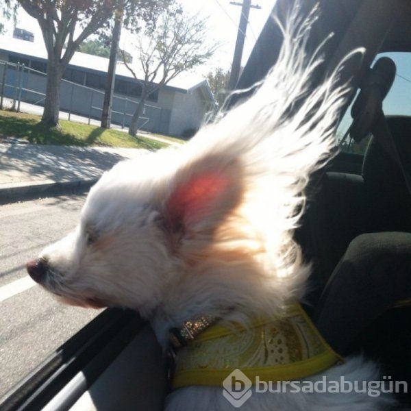 Köpeklerin araba sevgisi
