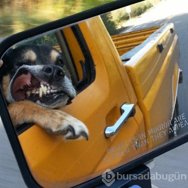 Köpeklerin araba sevgisi