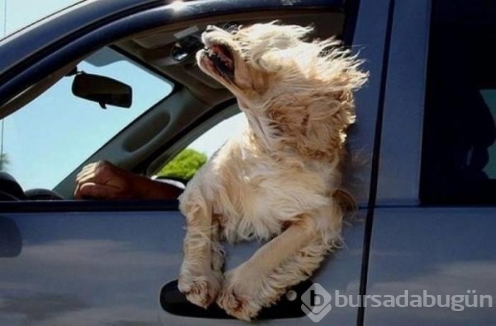Köpeklerin araba sevgisi