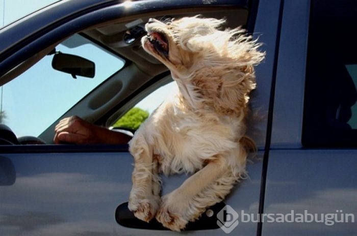 Köpeklerin araba sevgisi