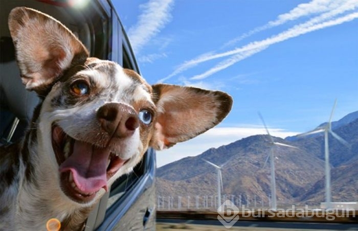 Köpeklerin araba sevgisi
