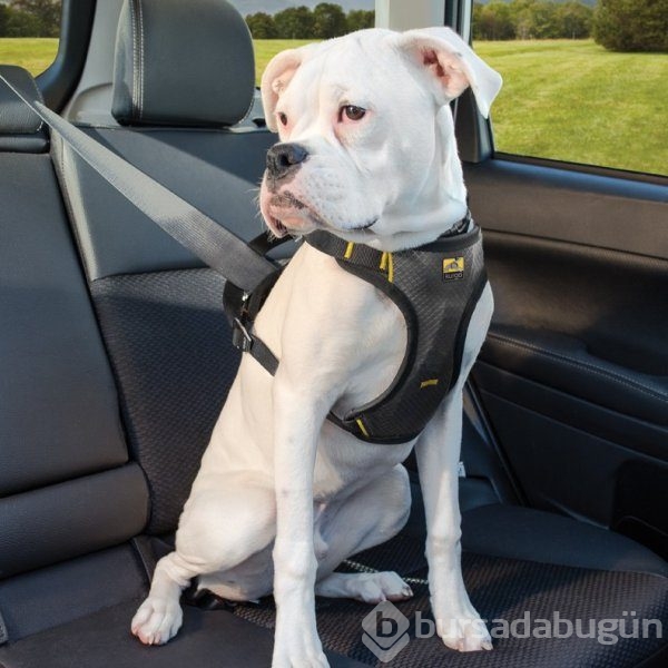 Köpeklerin araba sevgisi
