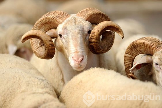 Yarıyıl tatili ne zaman başlayacak?(Yararlanılan diğer tatiller)