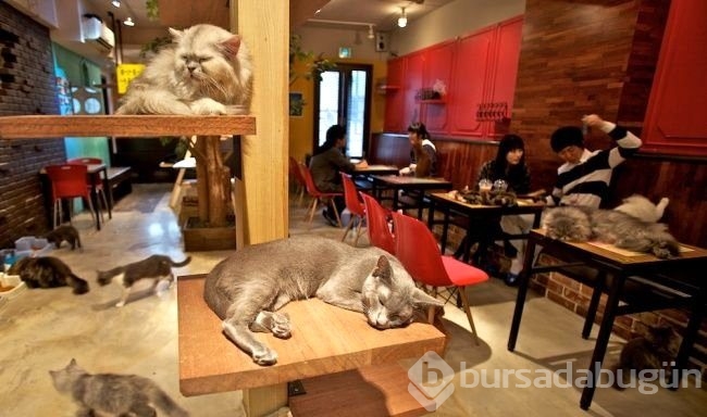 Japonların icat ettiği muhteşem şeyler