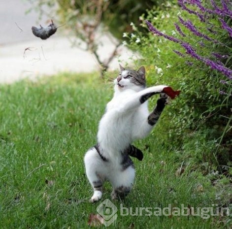 Bu kareler öyle anlarda yakalandı ki