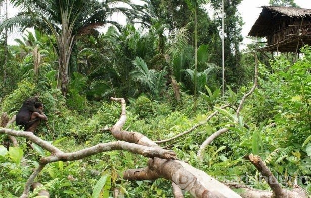 Bilinen son yamyam kabile