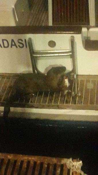 Su samuru marinayı mesken tuttu