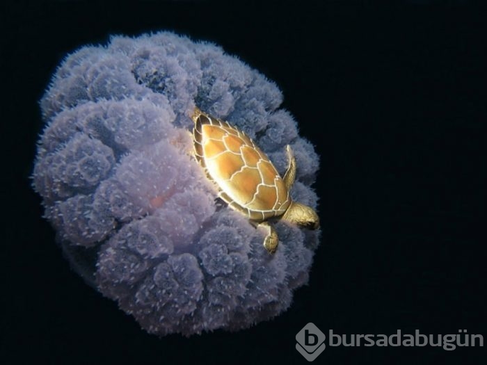 Gerçek olduğuna inanamayacaksınız