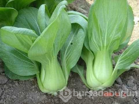 1 kere alıp ömür boyu kullanabileceğiniz sebzeler