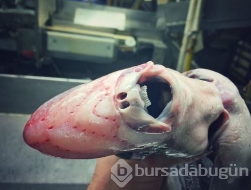 Derin sularda yaşayan korkunç canlılar